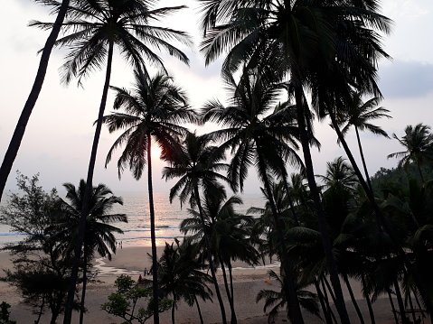 Beautiful tropical sunset with palm trees. Silhouette of a coconut tree and the sun illuminates the true trees on the beach at sunset, Mirissa, Sri Lanka. High quality photo