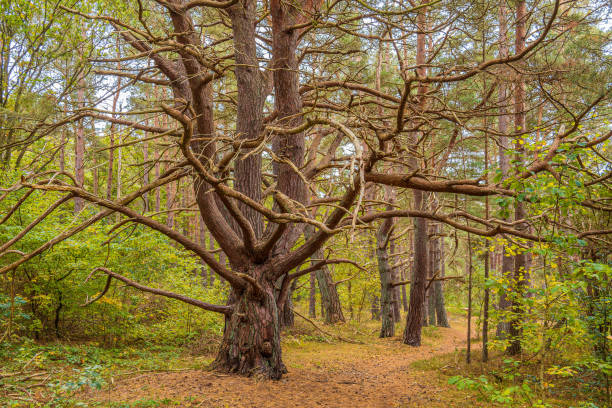 istock Trees in autumn on the island Ruegen, Germany 1436455169