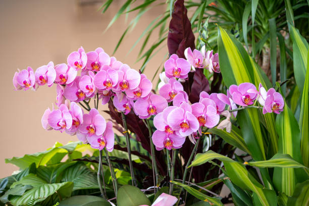 istock Close up of moth orchid 1436455729