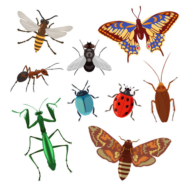 ilustrações de stock, clip art, desenhos animados e ícones de realistic insects on white background cartoon illustration set - field image computer graphic bee