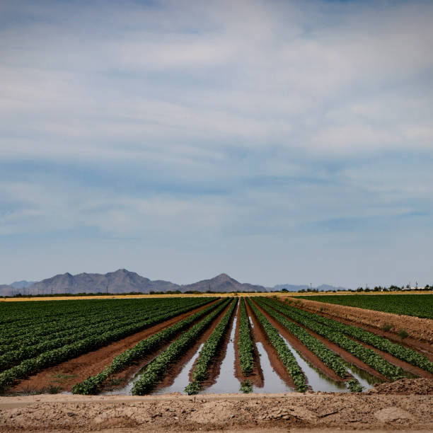istock Farming Cotton in Drought-stricken Arizona 1436456440