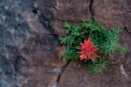 Red Indian Paintbrush growing from a crack in a granite cliff.