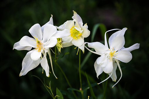 Macro photograph of three wild white columbine flowers (Ranunculaceae Thalictroideae aquilegia)