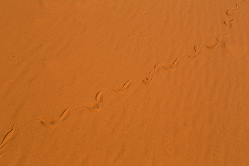 Trail of a sidewinder rattlesnake in red sand photographed in Utah, USA.