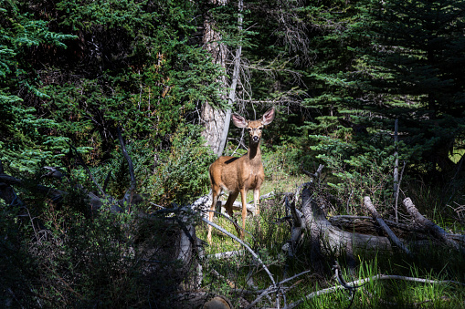 Female elk standing  near Lake Annette in Jasper National Park,Alberta,Canada.