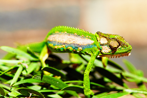 close-up of a panther chameleon on a tree