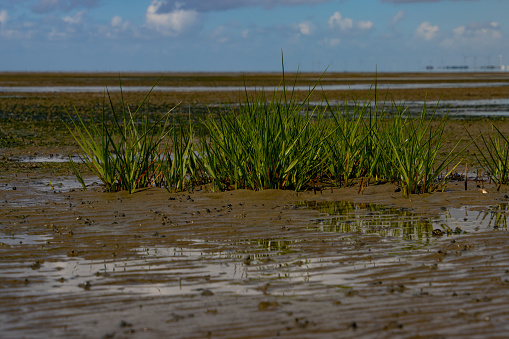 Common cordgrass during low tide, also called Spartina anglica or Salz Schlickgras