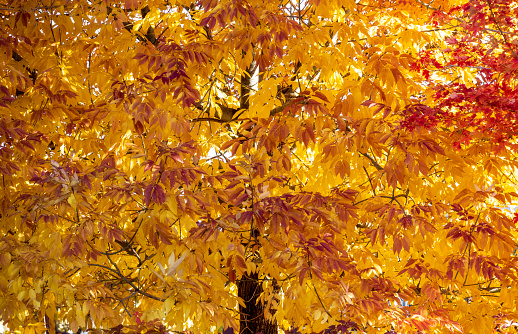 Beautiful autumn leaves. Fall season. October background.  Autumn tree in the park. Beauty in nature.