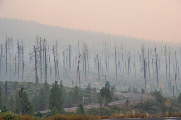 istock Wildfire Smoke at Old Burn In Oregon 1436461240