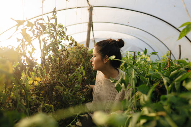 istock Picking vegetables from my greenhouse 1436463489