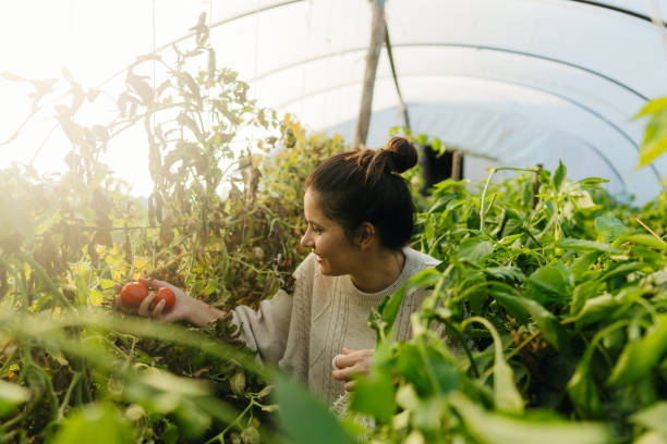 istock Picking tomatoes from my greenhouse 1436463497