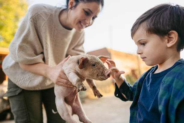 istock Taking care of our piglets 1436464174