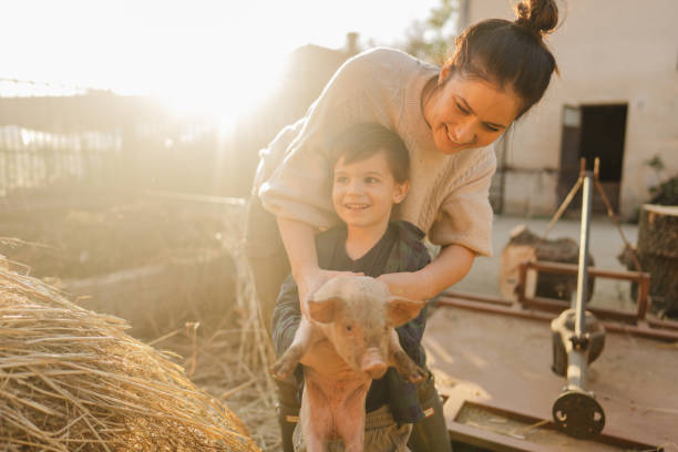 istock Taking care of our piglets 1436464795