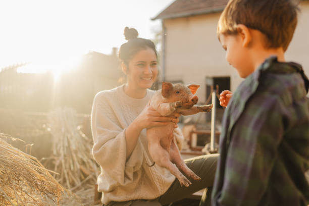 istock Taking care of our piglets 1436464891