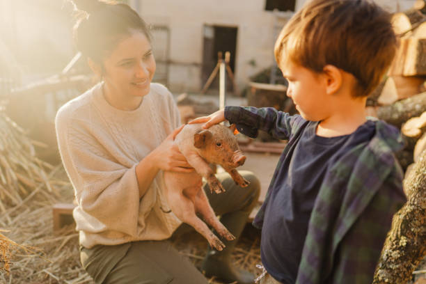 istock Taking care of our piglets 1436464899