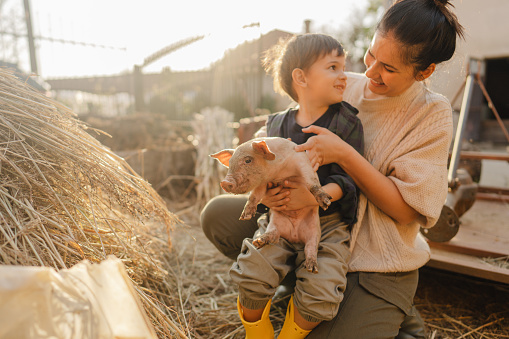 Photo of a little boy and his mom working on their family-owned farm together and taking care of their piglets.