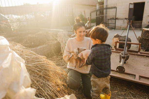 istock Taking care of our piglets 1436465014