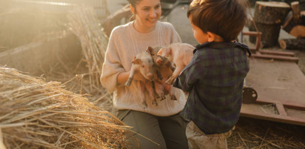 istock Taking care of our piglets 1436465016