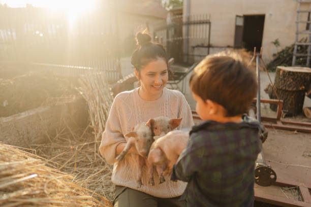 istock Taking care of our piglets 1436465089