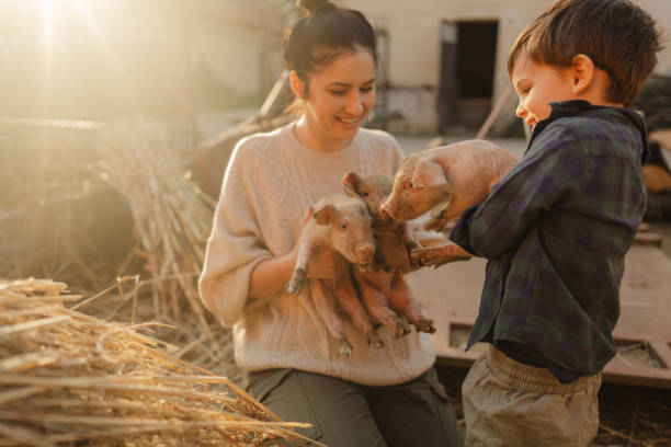 istock Taking care of our piglets 1436465095