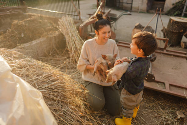 istock Taking care of our piglets 1436465161