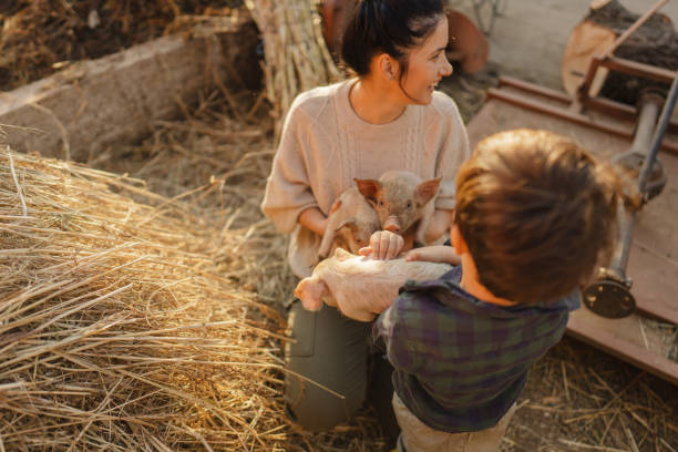istock Taking care of our piglets 1436465162