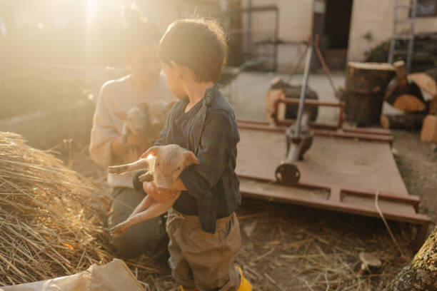 istock Taking care of our piglets 1436465256