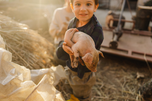 Photo of a little boy holding a cute piglet and helping his family out with the farm work.