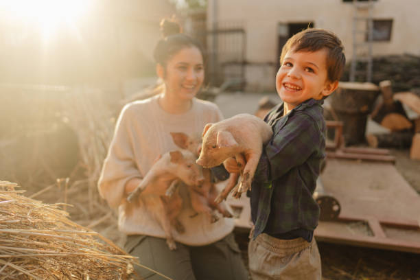 Taking care of our piglets