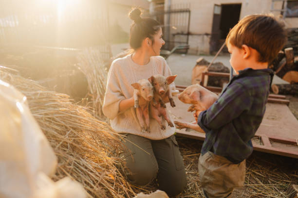 istock Taking care of our piglets 1436465314
