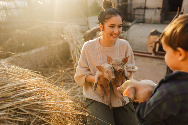 istock Taking care of our piglets 1436465378