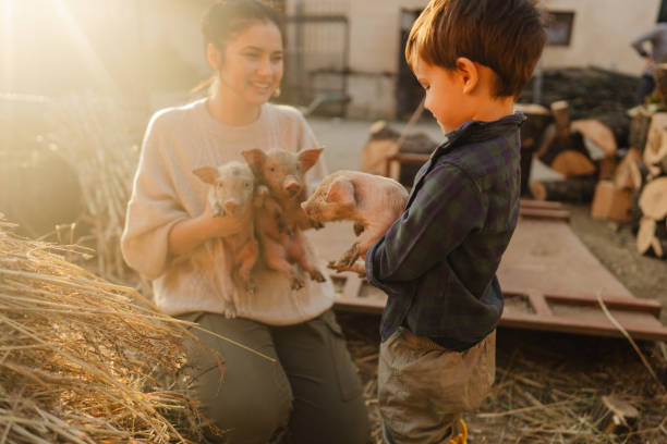 istock Taking care of our piglets 1436465380
