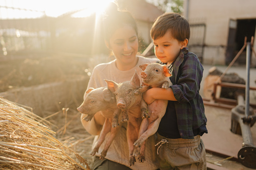Photo of a little boy and his mom working on their family-owned farm together and taking care of their piglets.