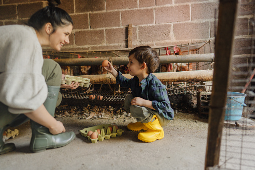 Photo of a little boy and his mom, collecting fresh eggs from their family-owned chicken farm.