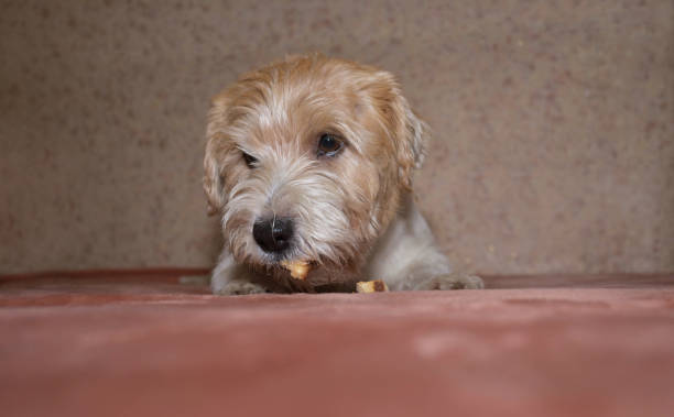 istock cute dog is lying on the couch and chewing a snack. 1436466263
