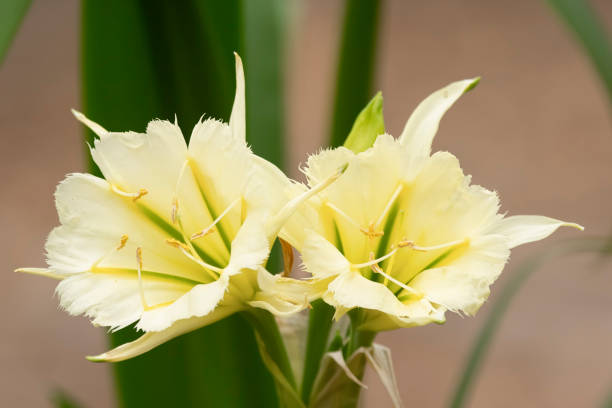 Beautiful close up of two yellow flowers of peruvian daffodil. Peruvian daffodil or hymenocallis festalis, two flowers close up. spider lily stock pictures, royalty-free photos & images