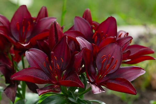 Dark red or burgundy colored cluster of Asiatic lilies with foliage growing in the perennial garden.