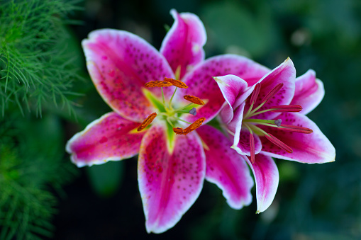 Oriental hybrid of lilium Stargazer. Cluster of bright pink flowers with white band growing in the garden.