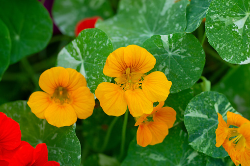 Many nasturtium yellow flowers with bright green and white round leaves, edible blossom.