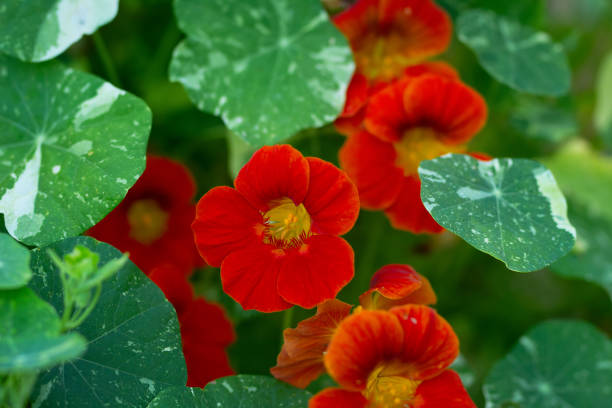 Red nasturtium  flower isolated on white background.