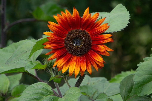 One dwarf rich red and orange sunflower blossom, paquito variety, with green foliage, ornamental plant in the garden.