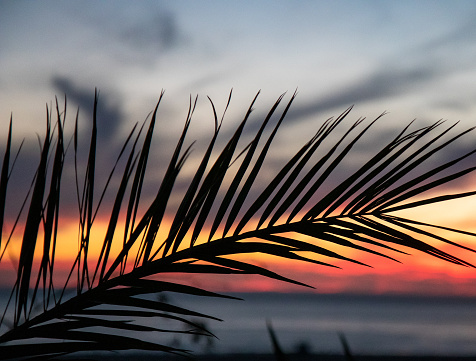 Palm leaf in the foreground of a coastal sunset