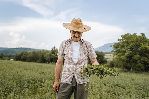 one man senior caucasian farmer checking alfalfa Medicago sativa lucerne plantation in summer day agriculture and farming concept real authentic people copy space
