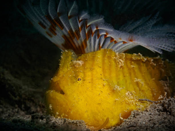 istock Hairy frogfish yellow variation, Gestreifter Anglerfisch gelb (Antennarius striatus) 1436470514