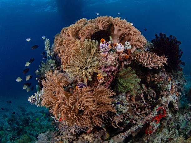 istock Lush coral block in Indonesia 1436471027
