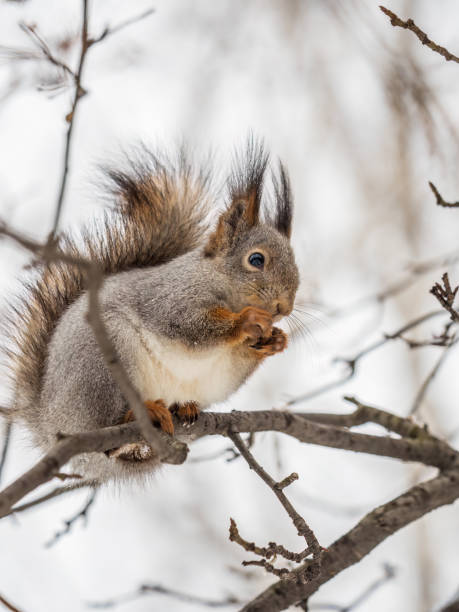 istock The squirrel with nut sits on tree in the winter or late autumn. 1436471645
