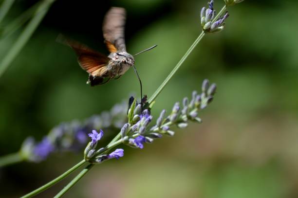 istock a butterfly sucks nectar from a flower 1436472615