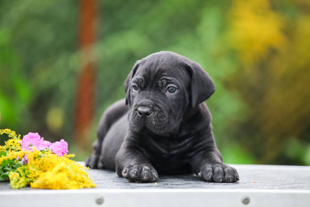 istock Little Cane Corso puppy in the garden 1436475134