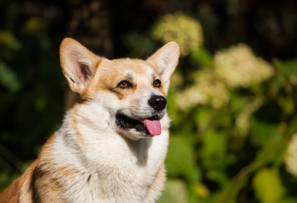 istock Royal Welsh Corgi Pembroke and his awards 1436475156
