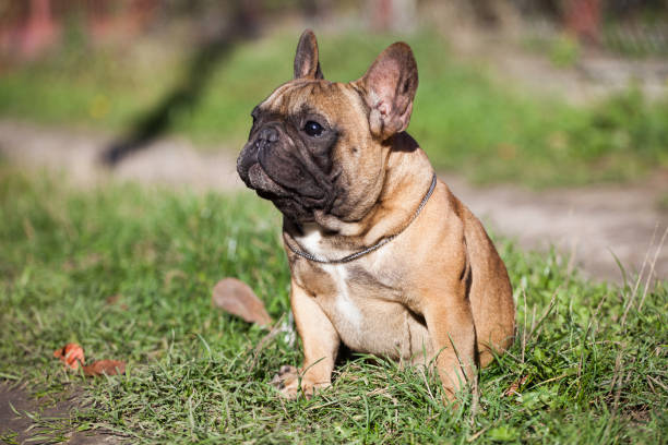 istock French bulldog in the garden 1436475182